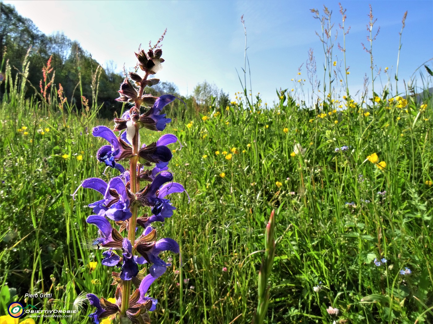 16 Salvia pratensis (Salvia dei prati).JPG